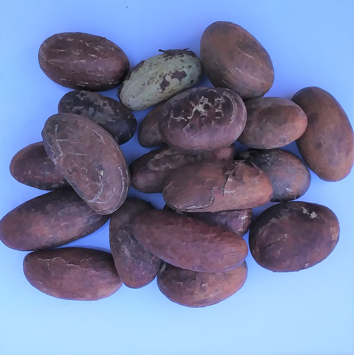 Bitter Kola — Carry Go Market