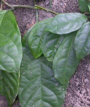 Dried Marugbo Leaves