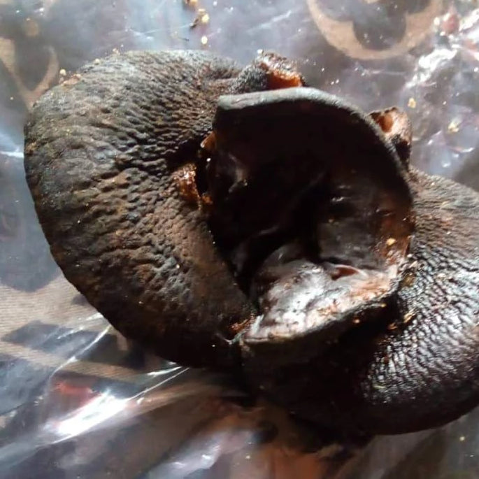 Smoked African Snail